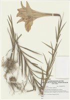 藏品(臺灣百合)的圖片